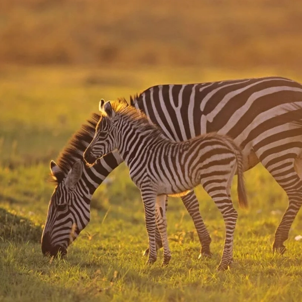 Serengeti Wildlife