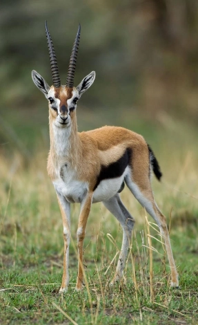 Serengeti Wildlife