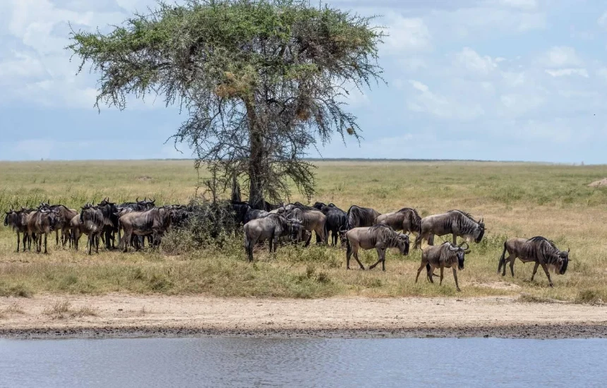 Wildebeests