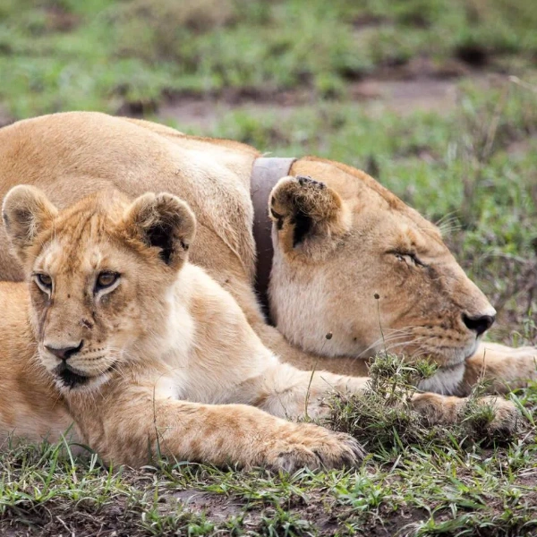 Serengeti Wildlife
