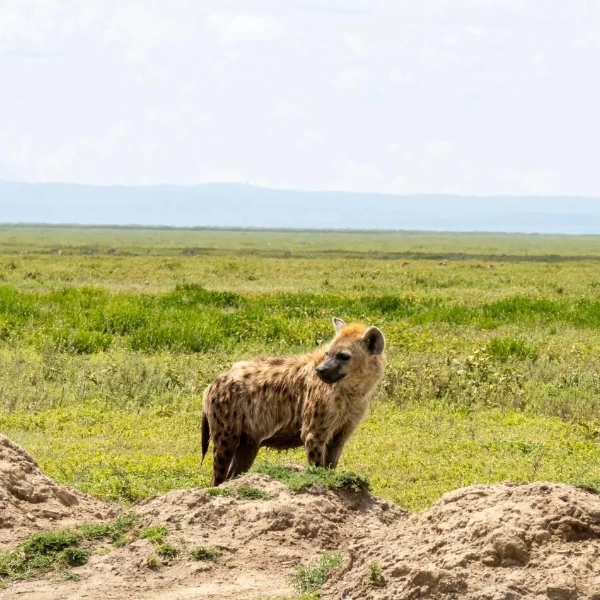 Serengeti Wildlife