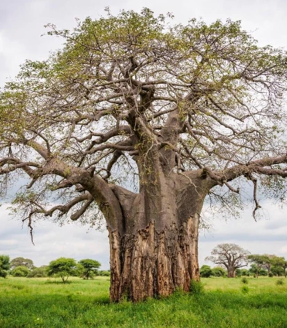 Baobab Tree
