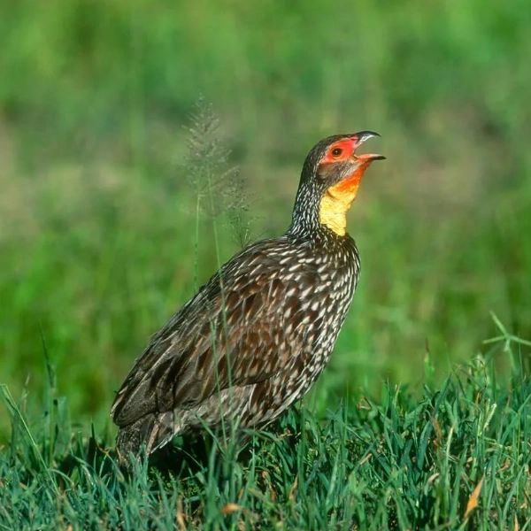 Tarangire Birdlife