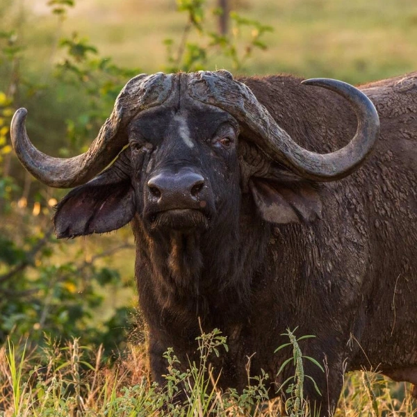 Tarangire Wildlife