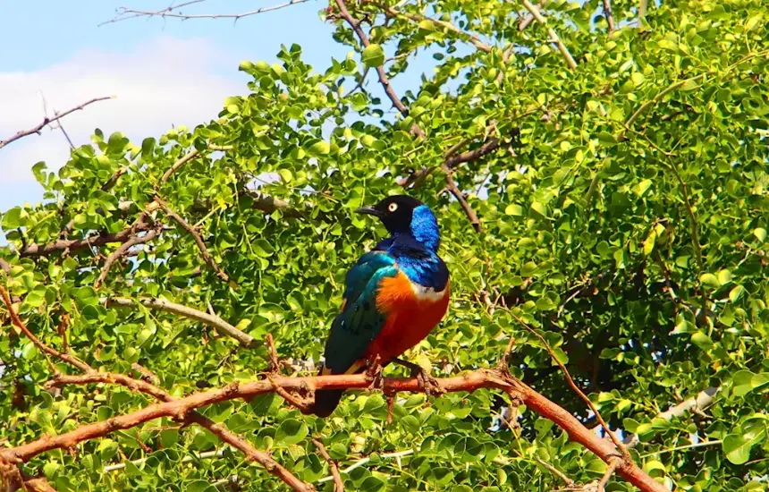 Tarangire Birdlife