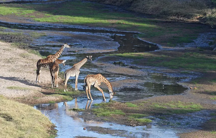 Tarangire Dry Season