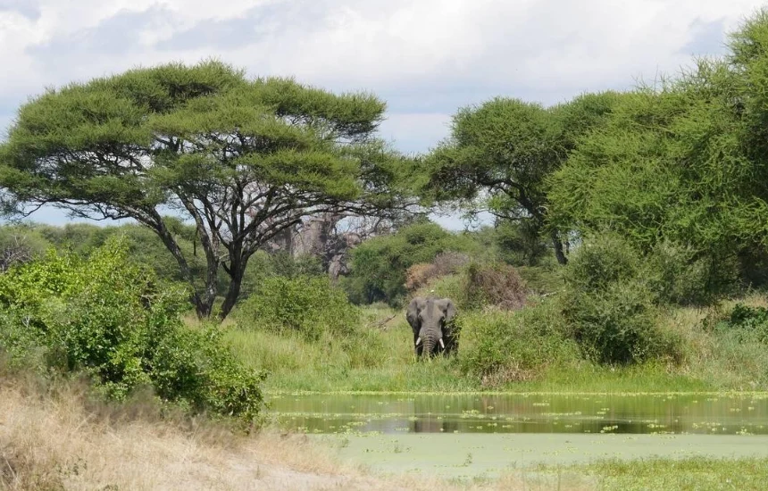 Tarangire Green Season