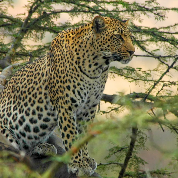 Tarangire Wildlife