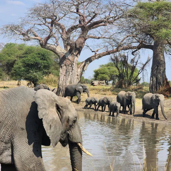 Tarangire Wildlife