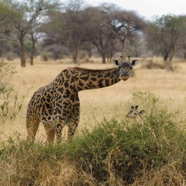 Tarangire Wildlife