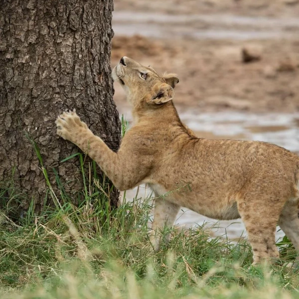 Tarangire Wildlife