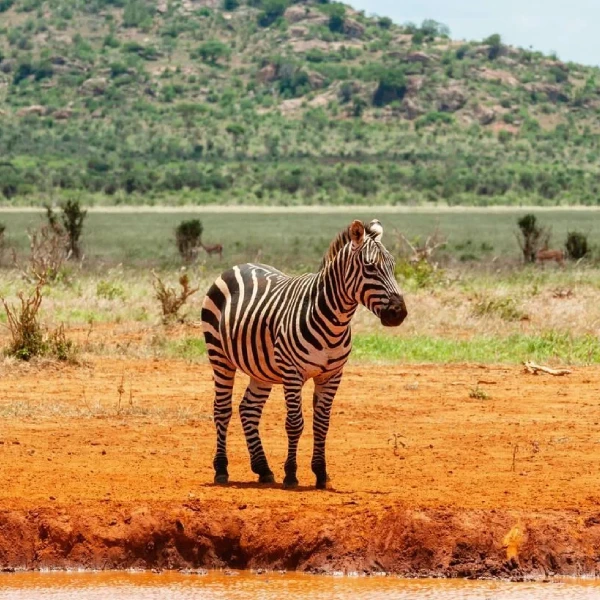 Tsavo East Wildlife