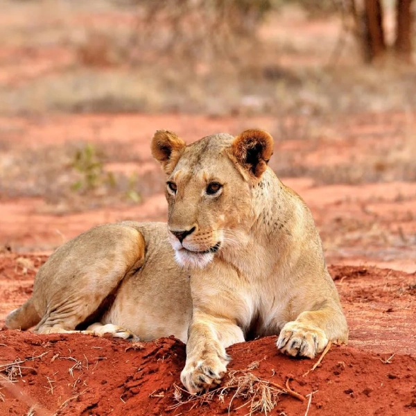 Tsavo East Wildlife