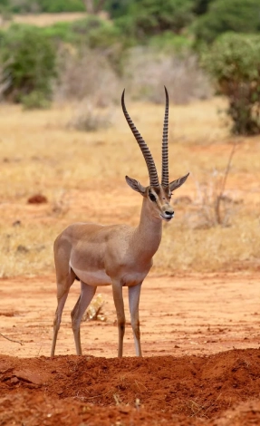 Tsavo East Wildlife