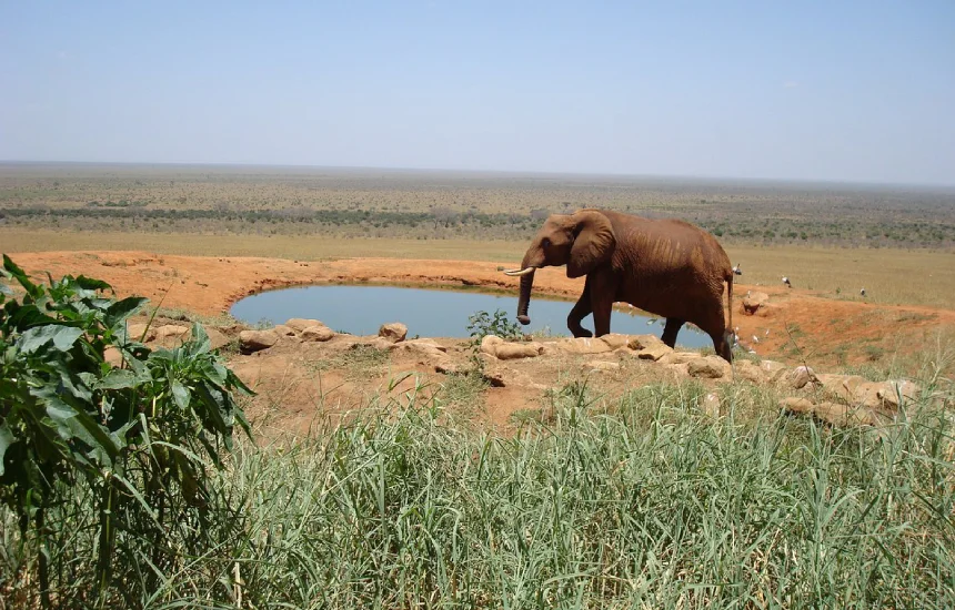 Tsavo East Wildlife