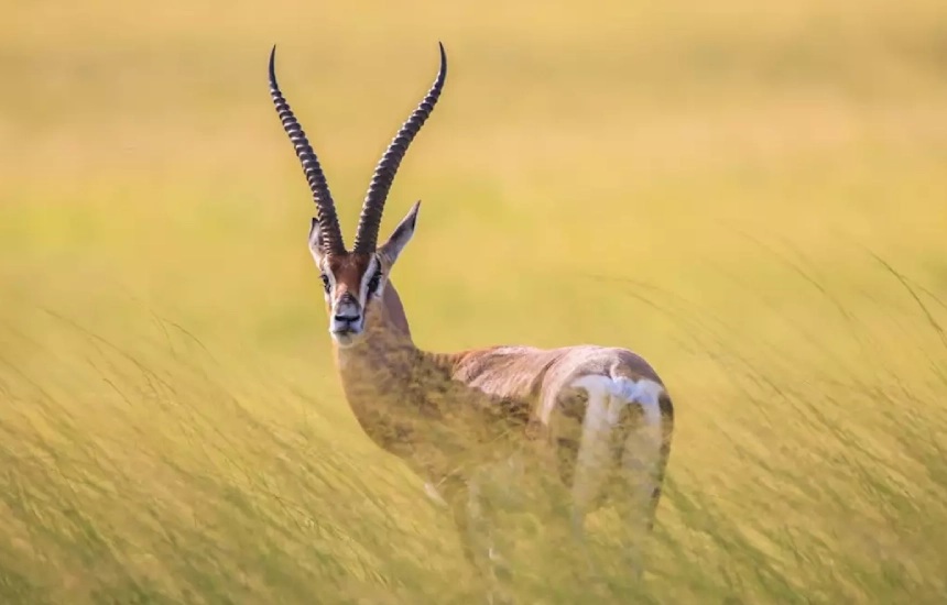 Tsavo East Wildlife