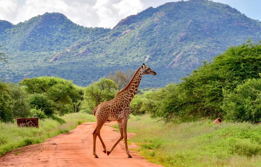 Tsavo East Wildlife