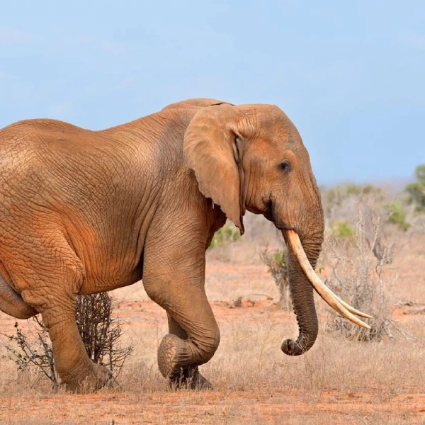 Tsavo East Wildlife
