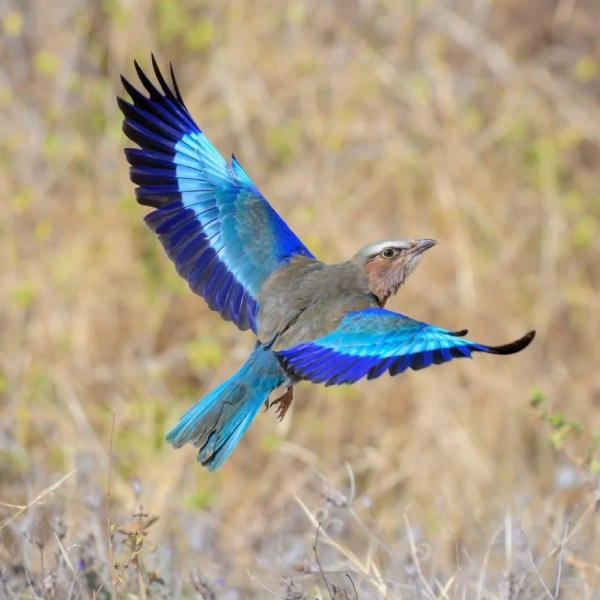 Tsavo East Birdlife
