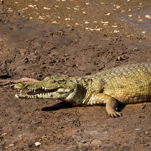 Tsavo East Wildlife