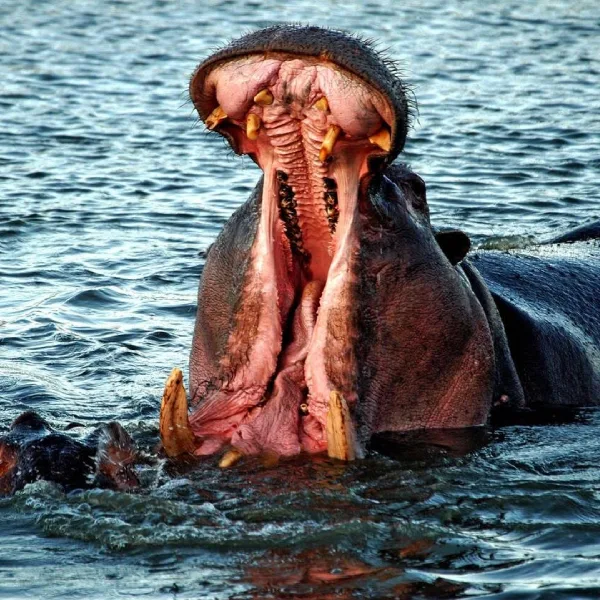 Tsavo East Wildlife