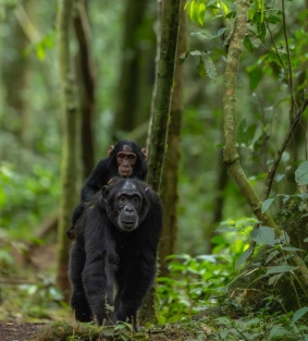 Uganda Wildlife Attractions