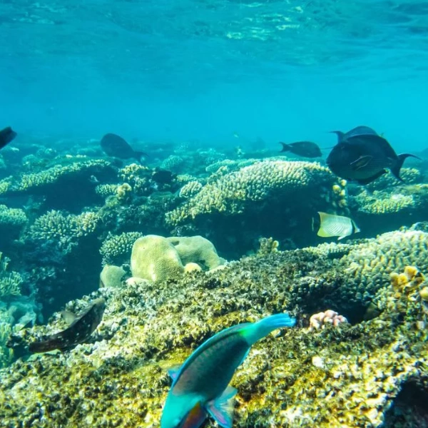 Coral Reef