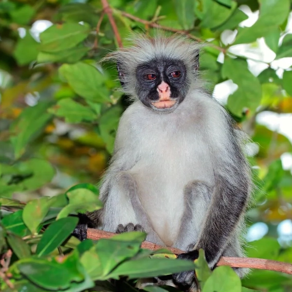 Zanzibar Wildlife