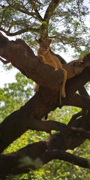 Lake Manyara Tree Climbing Lion