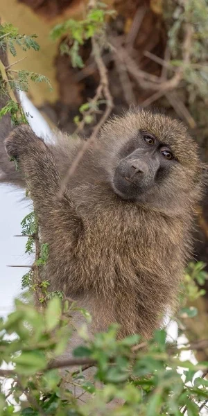 Lake Nakuru Baboon