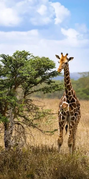 Lake Nakuru Wildlife
