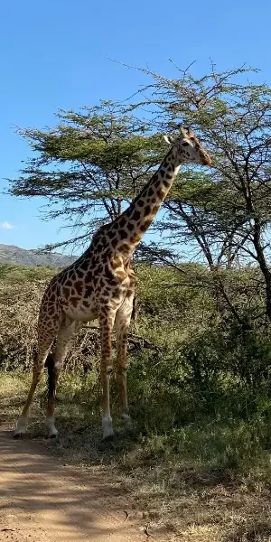 mpala-conservancy6