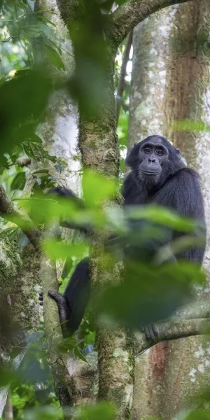 Murchison Falls Chimpanzee Trekking