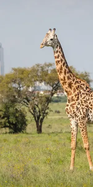 nairobi-national-park12
