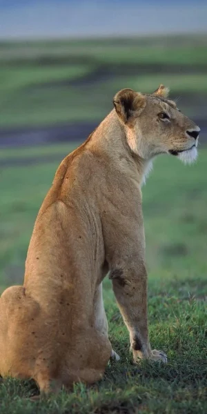 Ngorongoro Wildlife