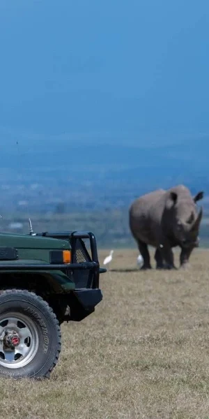 Ol Pejeta Game Drives