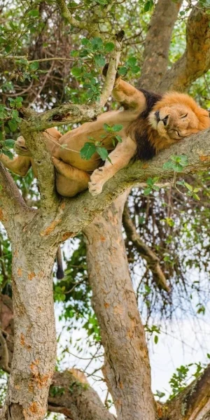Queen Elizabeth Tree Climbing Lion