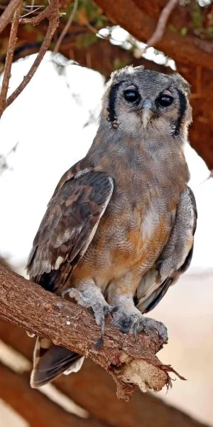 Tsavo East Birdlife